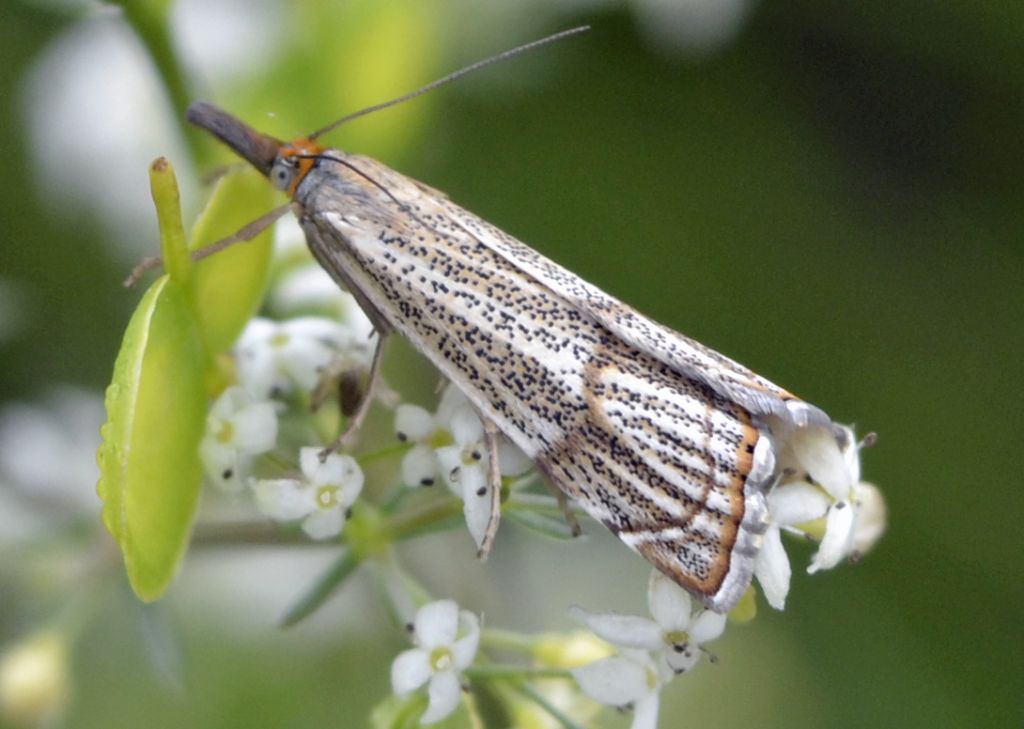 Crambidae: Thisanotia chrysonuchella